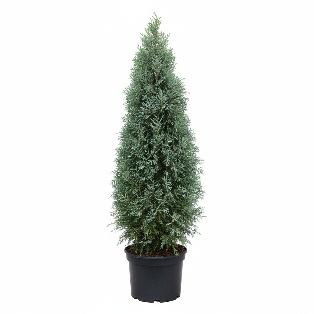 Cupressocyparis leylandii