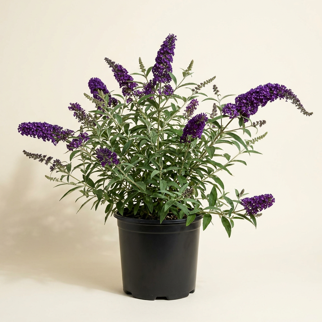 New Black Knight butterfly bush composition