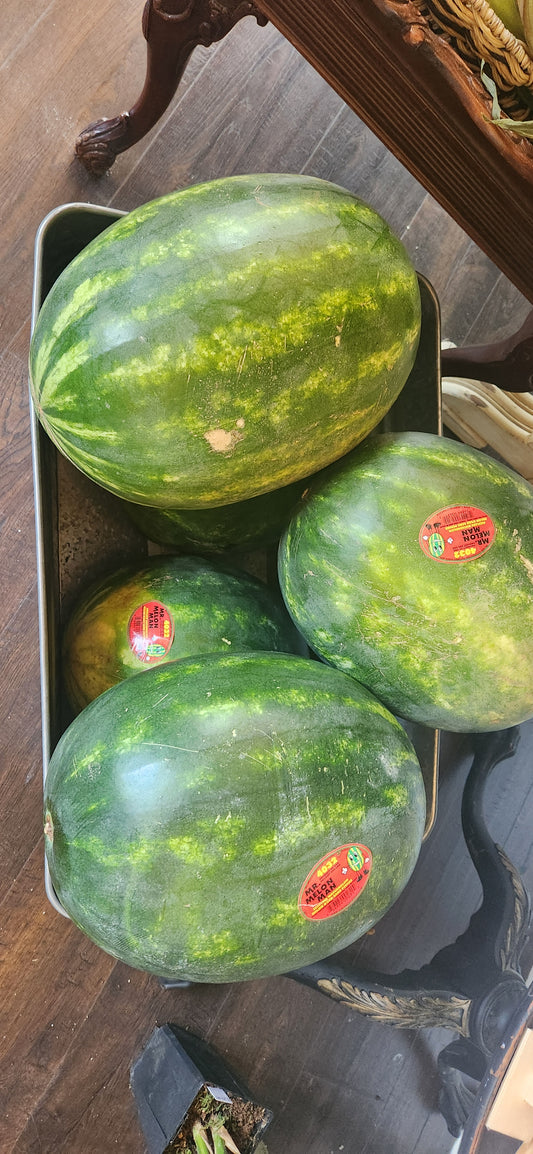 F Large Seedless Watermelon