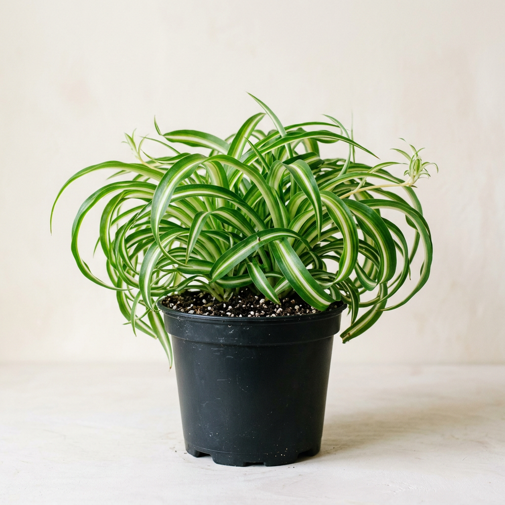 Curly Spider Plant - 4"