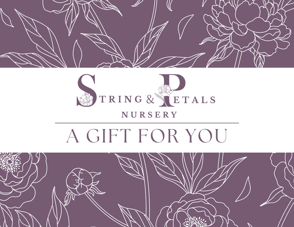 SaP Gift Card Design