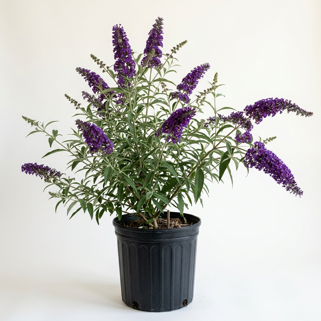 Black Knight butterfly bush in a three-gallon nursery pot