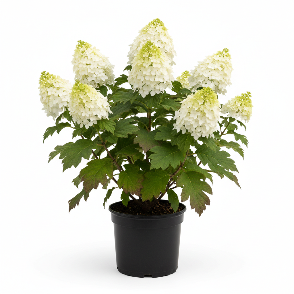 Hydrangea quercifolia Snow Queen