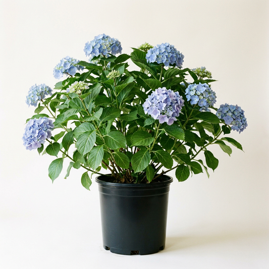 AI-generated representative image of Let’s Dance Skyview hydrangea with blue-lavender mophead blooms in a clean black 3-gallon nursery pot. Flower color varies with soil.