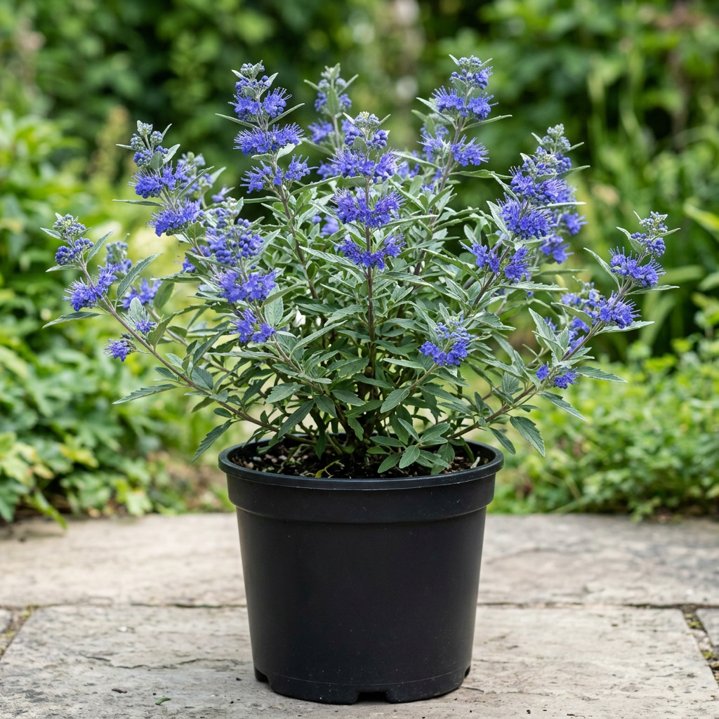 Caryopteris ‘Pavilion Blue’ in a one-gallon nursery pot