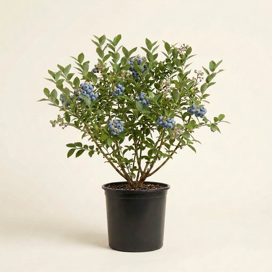 AI-generated representative image of a tall, full Bluecrop blueberry shrub with clusters of blue berries in a black nursery pot; actual plant appearance and fruiting vary.