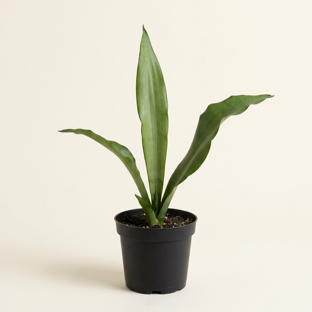 Green upright-leaved plant in a 4-inch black nursery pot against a neutral studio background