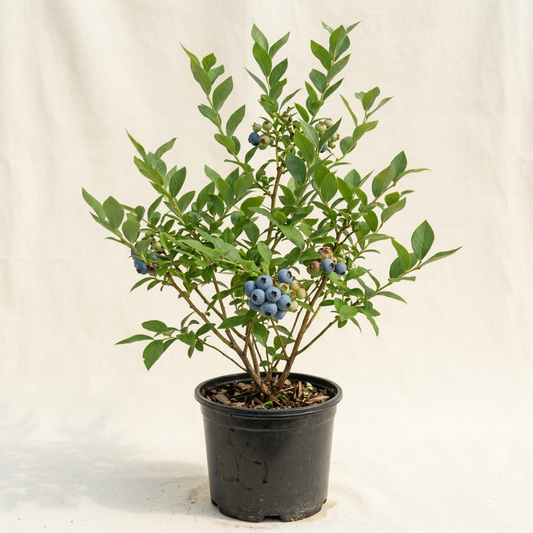 Tall Patriot blueberry shrub with green foliage and clusters of blue berries in a black nursery pot.