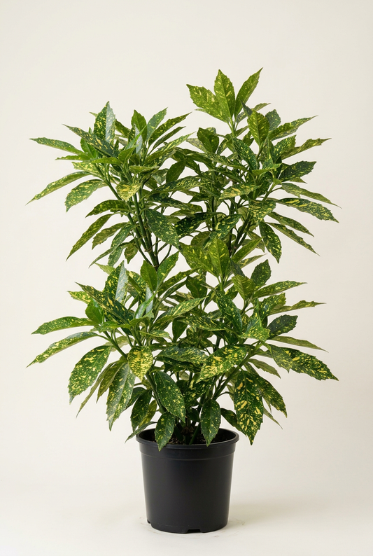 AI-generated representative image of a tall, broad Mr. Goldstrike aucuba with gold-splashed green foliage in a clean black #3 nursery pot.
