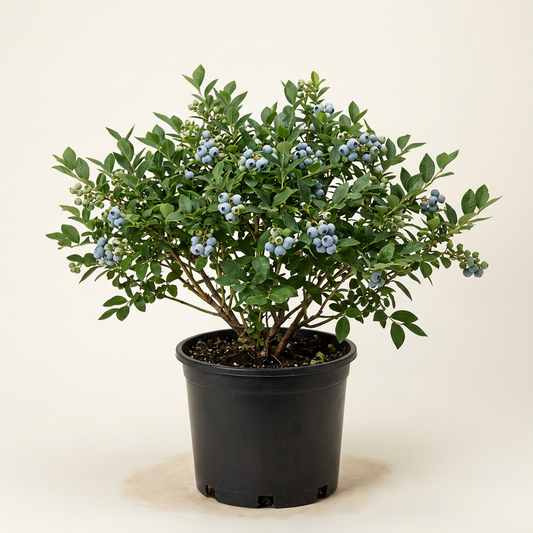 Full, compact Northcountry blueberry shrub with pale blue berries in a black nursery pot.