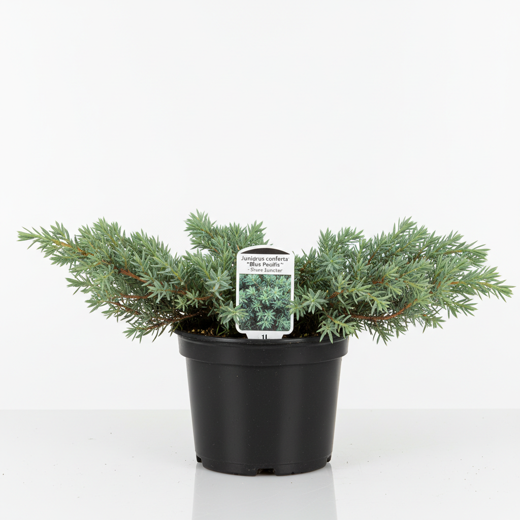 Juniperus Blue Pacific