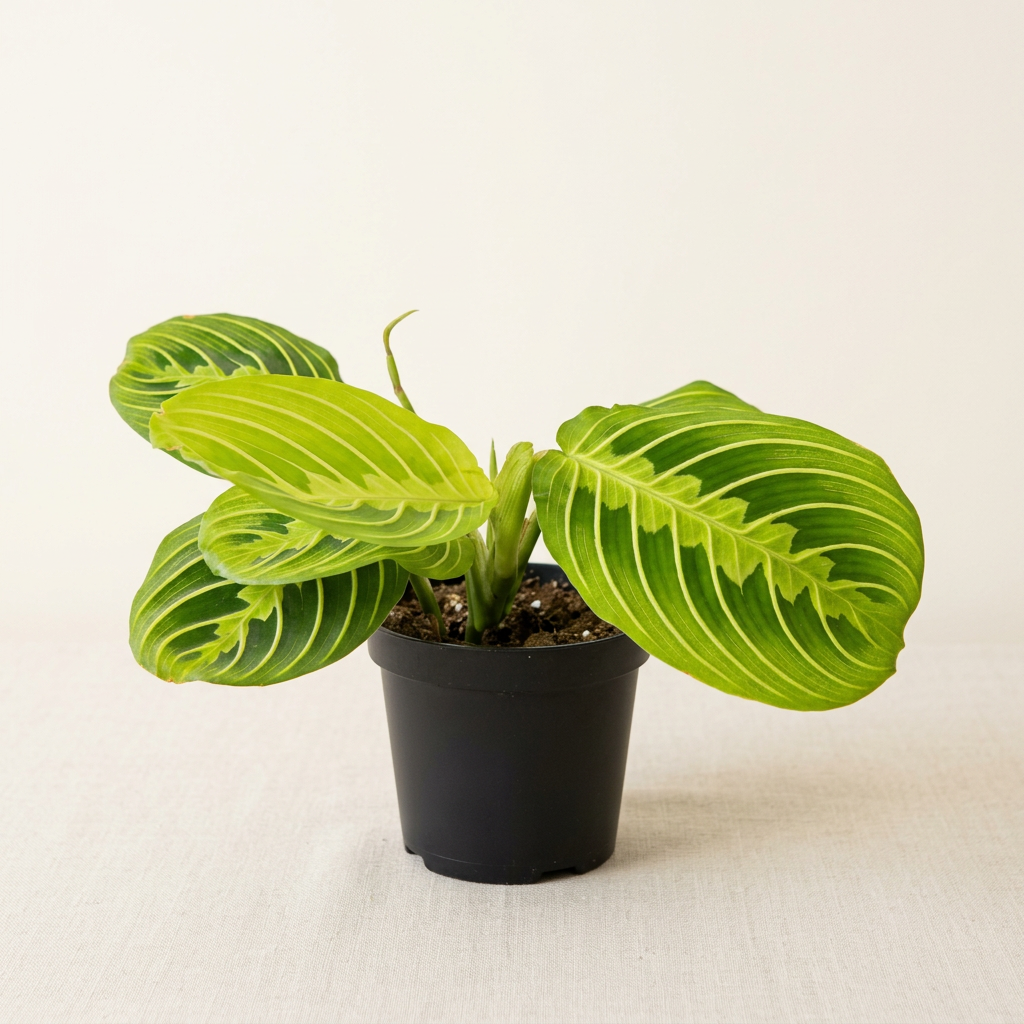 Prayer Plant image based on your existing product photo
